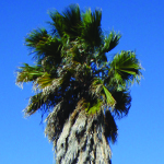 Washingtonia Palm